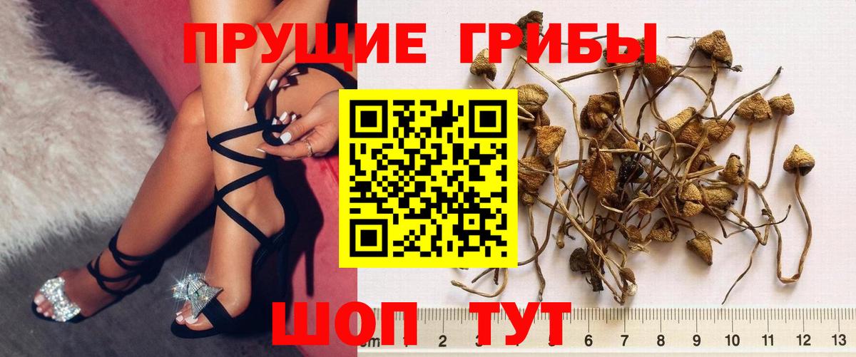 Галлюциногенные грибы Cubensis Элиста